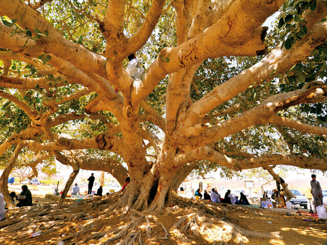 درخت انجیر معابد چابهار