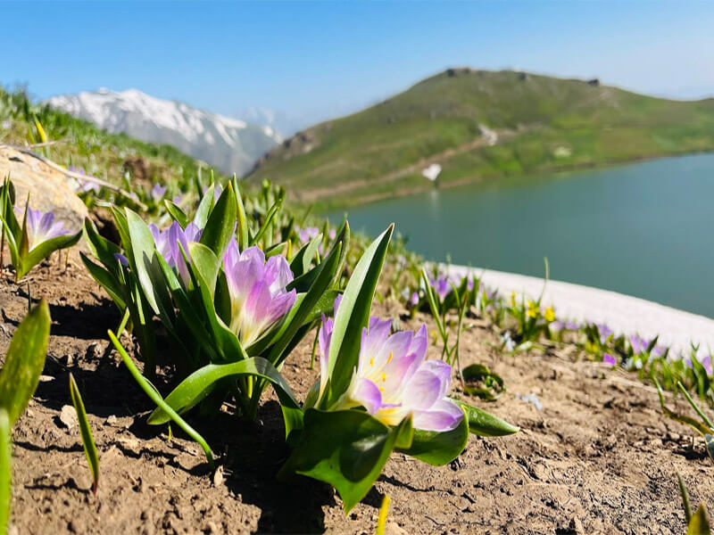 پوشش گیاهی دالامپر