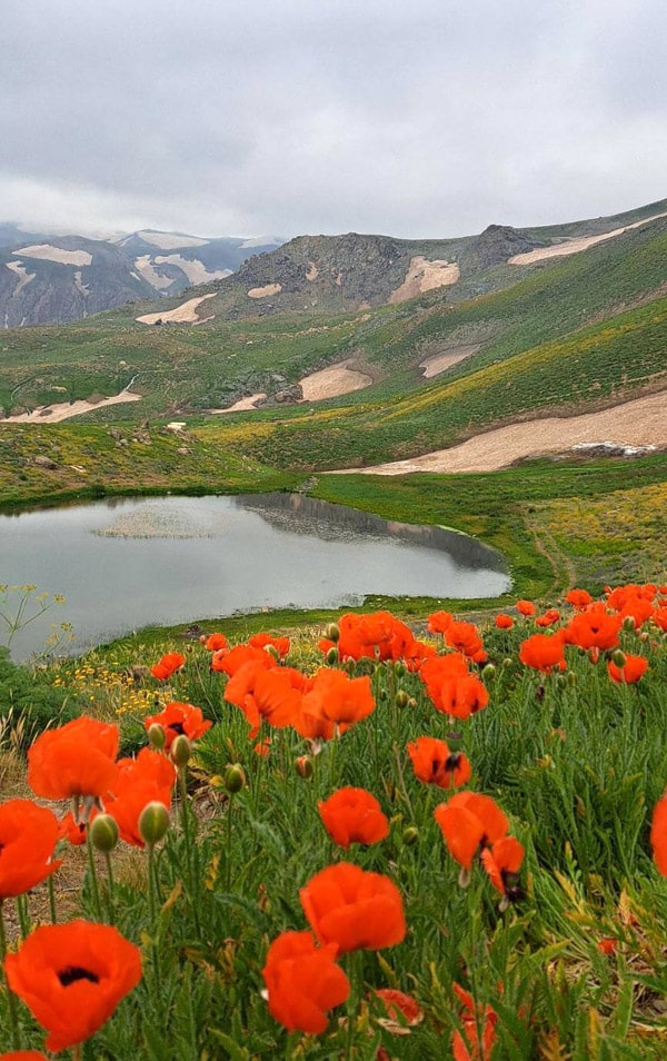 گل های بهاری دالامپر