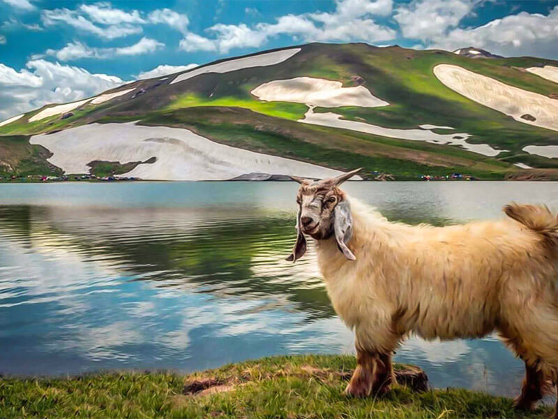 گونه های جانوری دالامپر